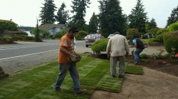 Placement of new sod (Tapps Island)