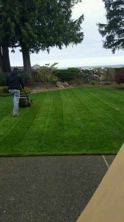 Lawn Maintenance (Dash Point)