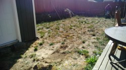 Back yard before sod and irrigation system installation (Spanaway)