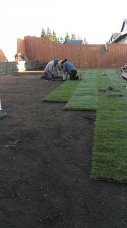 Sod placement...